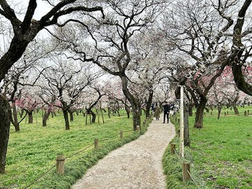 偕楽園本園に投稿された画像（2025/3/17）