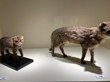 特別展「古代DNA－日本人のきた道」（国立科学博物館）に投稿された画像（2025/3/17）