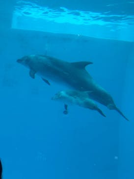 名古屋港水族館に投稿された画像（2025/3/17）