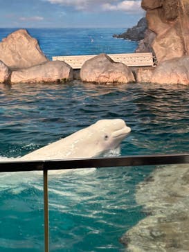名古屋港水族館に投稿された画像（2025/3/17）