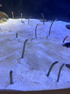 名古屋港水族館に投稿された画像（2025/3/17）