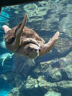 名古屋港水族館に投稿された画像（2025/3/17）