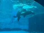 名古屋港水族館に投稿された画像（2025/3/17）