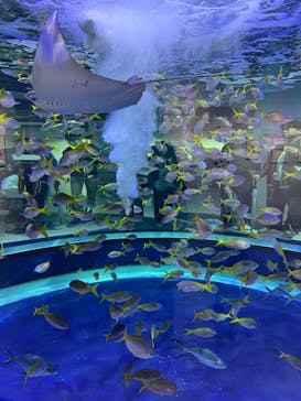 AQUARIUM × ART　atoaに投稿された画像（2025/3/17）