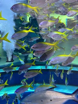 AQUARIUM × ART　atoaに投稿された画像（2025/3/17）