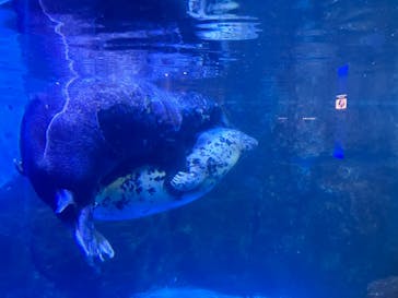 横浜・八景島シーパラダイスに投稿された画像（2025/3/17）