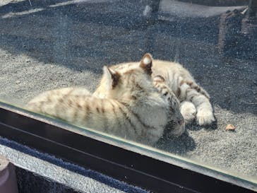 東武動物公園に投稿された画像（2025/3/17）
