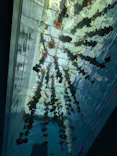 仙台うみの杜水族館に投稿された画像（2025/3/17）