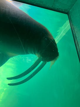 大分マリーンパレス水族館 「うみたまご」に投稿された画像（2025/3/17）