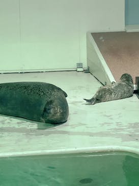 大分マリーンパレス水族館 「うみたまご」に投稿された画像（2025/3/17）