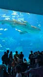 沖縄美ら海水族館に投稿された画像（2025/3/17）