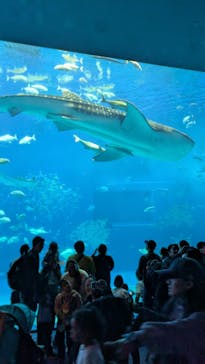 沖縄美ら海水族館に投稿された画像（2025/3/17）