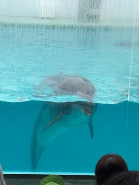 しながわ水族館に投稿された画像（2025/3/17）