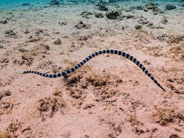 SUNSHINE MARIN 宮古島に投稿された画像（2025/3/17）