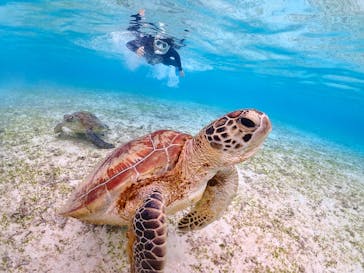 SUNSHINE MARIN 宮古島に投稿された画像（2025/3/17）