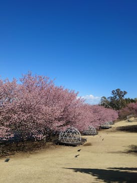 伊豆ぐらんぱる公園に投稿された画像（2025/3/17）
