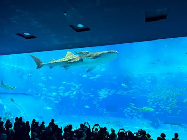沖縄美ら海水族館に投稿された画像（2025/3/17）