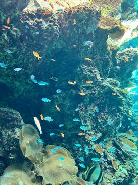 沖縄美ら海水族館に投稿された画像（2025/3/17）