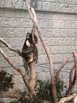 淡路ファームパーク イングランドの丘に投稿された画像（2025/3/17）