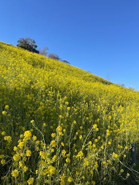 マザー牧場に投稿された画像（2025/3/17）