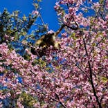 伊豆シャボテン動物公園に投稿された画像（2025/3/17）