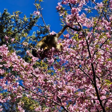 伊豆シャボテン動物公園に投稿された画像（2025/3/17）