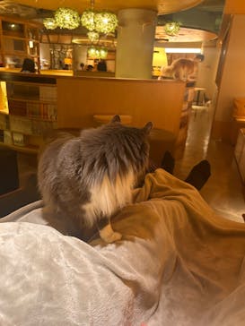 猫カフェモカ　新宿店に投稿された画像（2025/3/17）