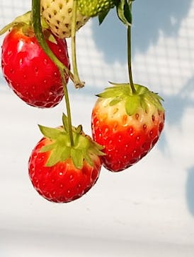 すごう農園直売所ピアッツァに投稿された画像（2025/3/17）