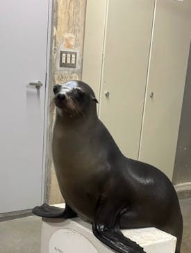 城崎マリンワールドに投稿された画像（2025/3/17）