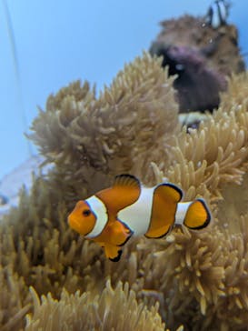 葛西臨海水族園に投稿された画像（2025/3/17）