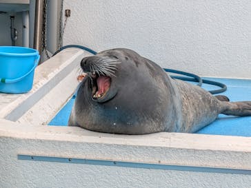 のとじま水族館に投稿された画像（2025/3/17）