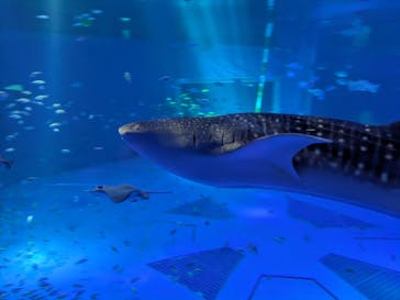 のとじま水族館に投稿された画像（2025/3/17）