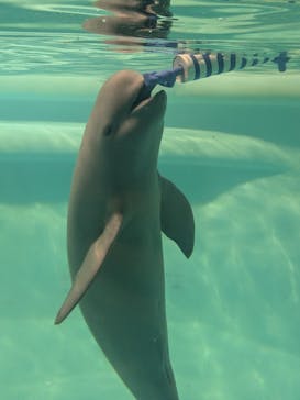 マリンワールド海の中道に投稿された画像（2025/3/17）