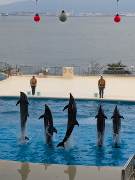 マリンワールド海の中道に投稿された画像（2025/3/17）
