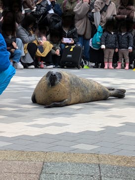 マリンワールド海の中道に投稿された画像（2025/3/17）