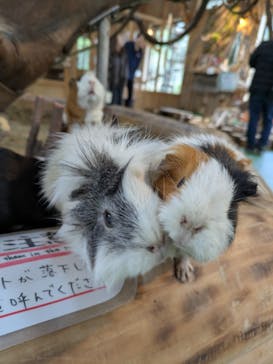 長崎バイオパークに投稿された画像（2025/3/17）