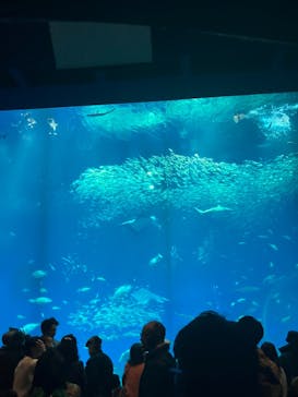 アクアワールド茨城県大洗水族館に投稿された画像（2025/3/17）