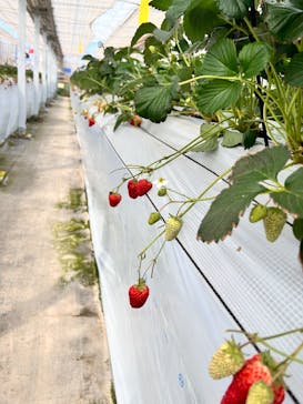 山万ユーカリファームに投稿された画像（2025/3/17）