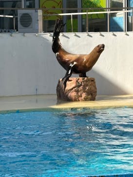 伊豆・三津シーパラダイスに投稿された画像（2025/3/17）