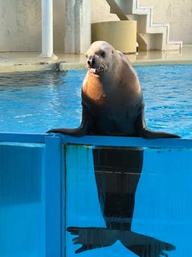 伊豆・三津シーパラダイスに投稿された画像（2025/3/17）