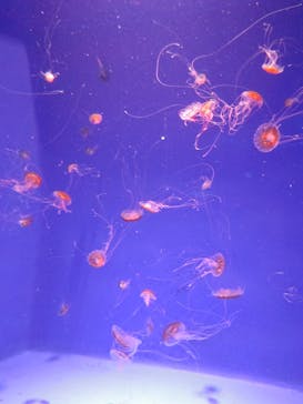 新江ノ島水族館に投稿された画像（2025/3/17）