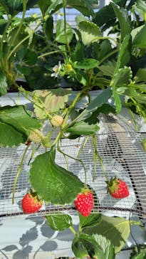 すごう農園直売所ピアッツァに投稿された画像（2025/3/17）