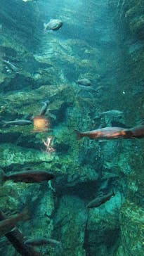 世界淡水魚園水族館　アクア・トトぎふに投稿された画像（2025/3/17）