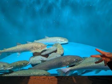 世界淡水魚園水族館　アクア・トトぎふに投稿された画像（2025/3/17）