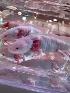 NARA IKIMONO MUSEUMに投稿された画像（2025/3/17）