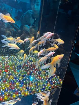 NARA IKIMONO MUSEUMに投稿された画像（2025/3/17）