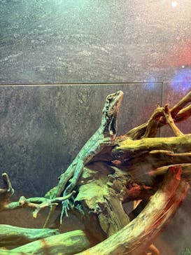 NARA IKIMONO MUSEUMに投稿された画像（2025/3/17）