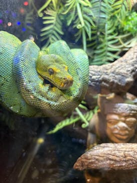 NARA IKIMONO MUSEUMに投稿された画像（2025/3/17）