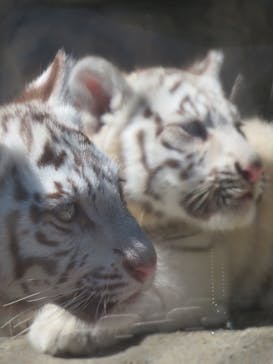 東武動物公園に投稿された画像（2025/3/17）