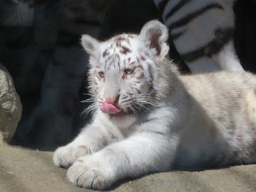 東武動物公園に投稿された画像（2025/3/17）